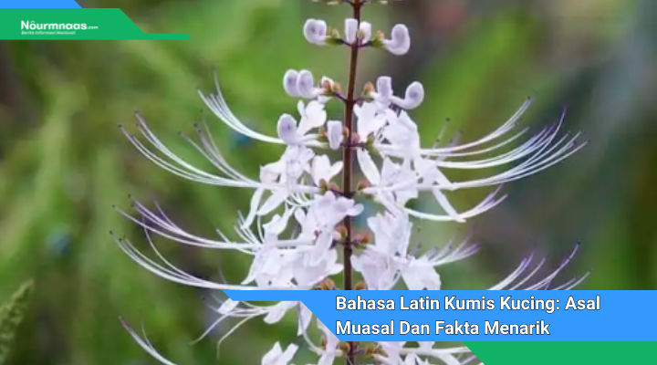 Bahasa Latin Kumis Kucing Asal Muasal Dan Fakta Menarik