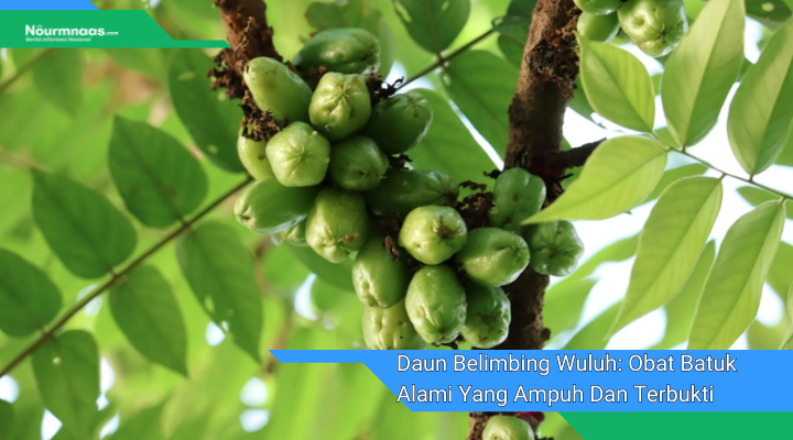 Daun Belimbing Wuluh Obat Batuk Alami Yang Ampuh Dan Terbukti Secara Klinis 1