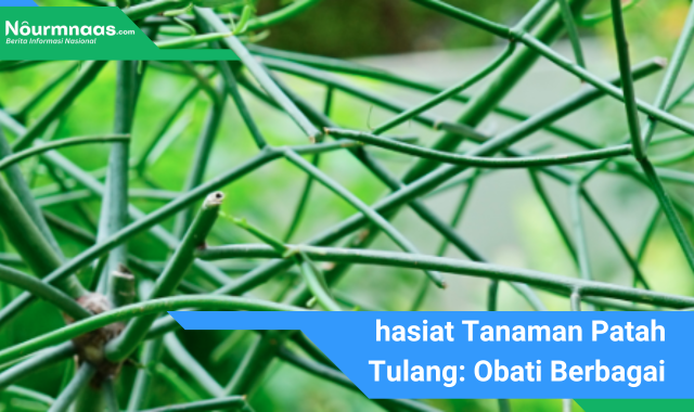 Khasiat Tanaman Patah Tulang: Obati Berbagai Penyakit Dan Perkuat Tulang