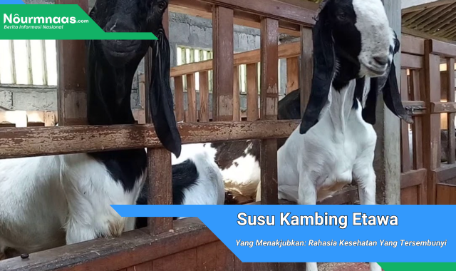 Susu Kambing Etawa