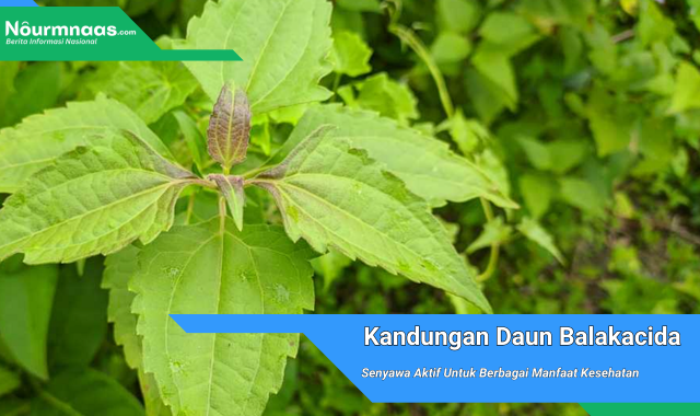 Kandungan Daun Balakacida