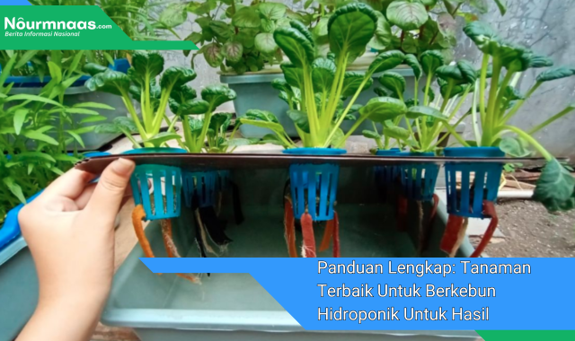 Panduan Lengkap: Tanaman Terbaik Untuk Berkebun Hidroponik Untuk Hasil Maksimal