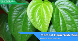 Manfaat Daun Sirih Cina