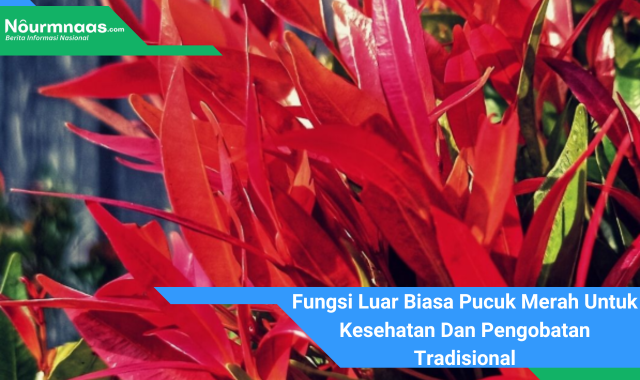 Fungsi Luar Biasa Pucuk Merah Untuk Kesehatan Dan Pengobatan Tradisional