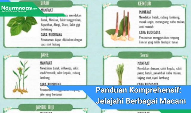 Panduan Komprehensif: Jelajahi Berbagai Macam Tanaman Obat Dan Manfaat Luar Biasa Mereka Untuk Kesehatan