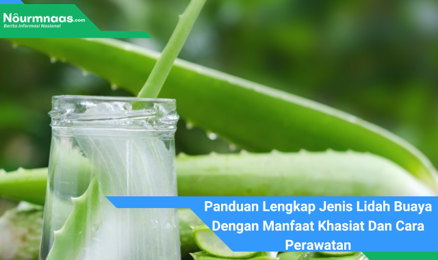 Panduan Lengkap Jenis Lidah Buaya Dengan Manfaat Khasiat Dan Cara Perawatan