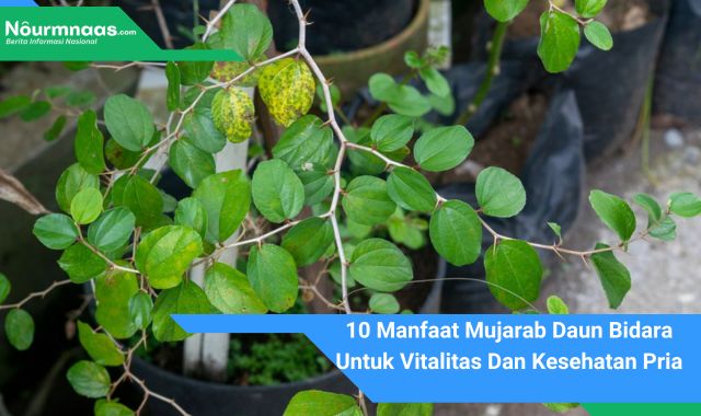 10 Manfaat Mujarab Daun Bidara Untuk Vitalitas Dan Kesehatan Pria