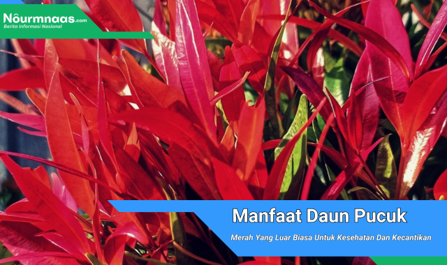 Manfaat Daun Pucuk