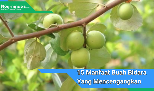 15 Manfaat Buah Bidara Yang Mencengangkan Untuk Kesehatan