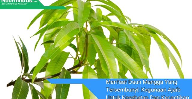 Manfaat Daun Mangga Yang Tersembunyi: Kegunaan Ajaib Untuk Kesehatan Dan Kecantikan