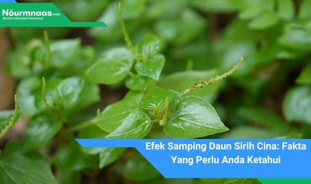 Efek Samping Daun Sirih Cina: Fakta Yang Perlu Anda Ketahui