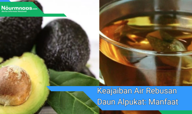 Keajaiban Air Rebusan Daun Alpukat: Manfaat Kesehatan Yang Tersembunyi