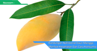 Kandungan Nutrisional Daun Mangga Manfaat Kesehatan Dan Cara Konsumsi