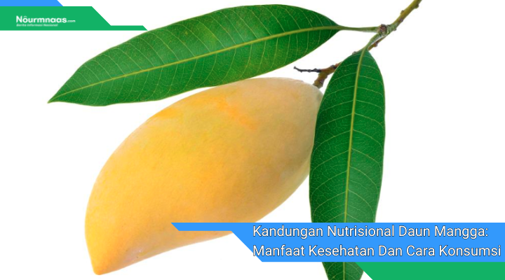 Kandungan Nutrisional Daun Mangga Manfaat Kesehatan Dan Cara Konsumsi