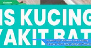 Khasiat Ajaib Rebusan Kumis Kucing Penawar Alami Untuk Berbagai Penyakit