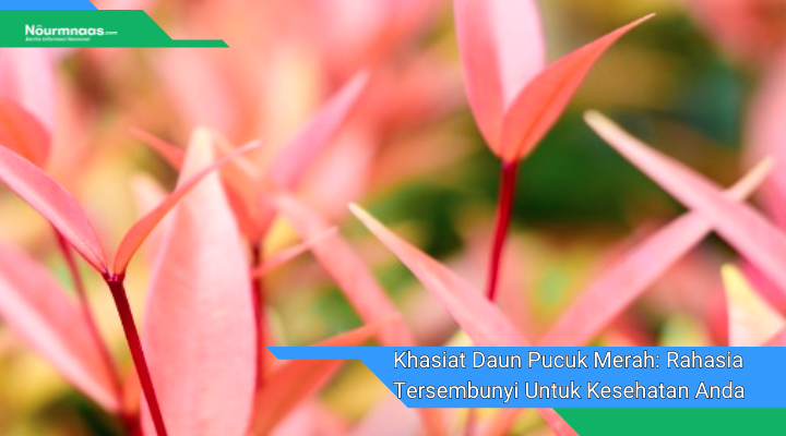 Khasiat Daun Pucuk Merah Rahasia Tersembunyi Untuk Kesehatan Anda