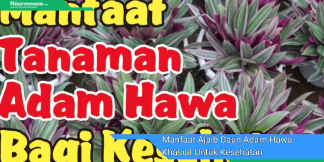 Manfaat Ajaib Daun Adam Hawa Khasiat Untuk Kesehatan Dan Kecantikan