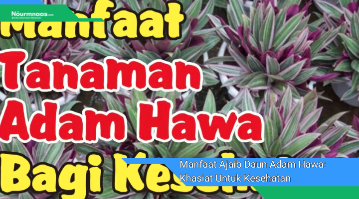 Manfaat Ajaib Daun Adam Hawa Khasiat Untuk Kesehatan Dan Kecantikan