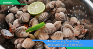 Manfaat Kerang Darah Yang Menakjubkan Untuk Kesehatan Rahasia Rahasia Untuk Kebugaran Dan Kesejahteraan