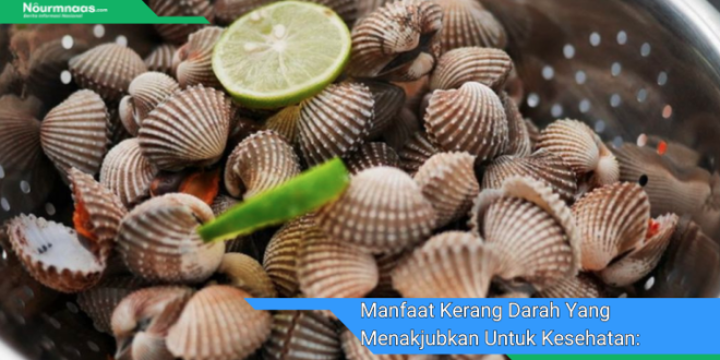 Manfaat Kerang Darah Yang Menakjubkan Untuk Kesehatan Rahasia Rahasia Untuk Kebugaran Dan Kesejahteraan