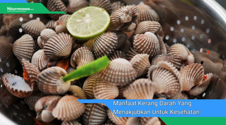 Manfaat Kerang Darah Yang Menakjubkan Untuk Kesehatan Rahasia Rahasia Untuk Kebugaran Dan Kesejahteraan