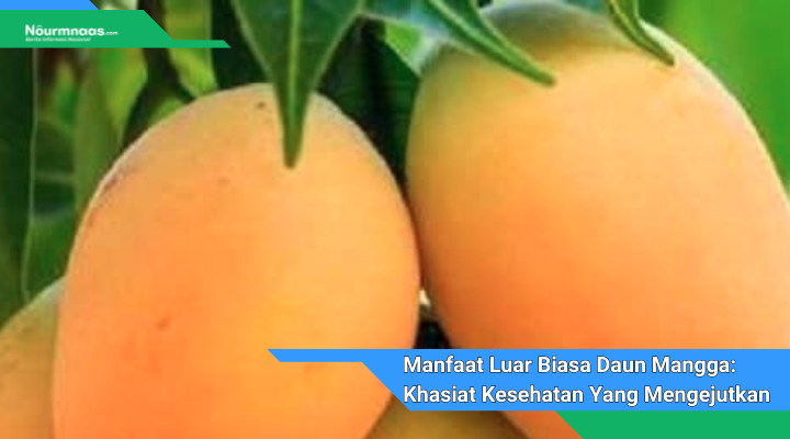 Manfaat Luar Biasa Daun Mangga Khasiat Kesehatan Yang Mengejutkan