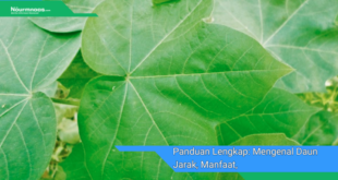 Panduan Lengkap Mengenal Daun Jarak Manfaat Dan Cara Penggunaannya