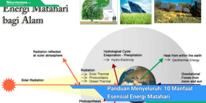 Panduan Menyeluruh 10 Manfaat Esensial Energi Matahari Untuk Pertumbuhan Dan Kesehatan Tumbuhan