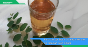 Rahasia Luar Biasa 7 Manfaat Minum Air Rebusan Daun Bidara Untuk Kesehatan